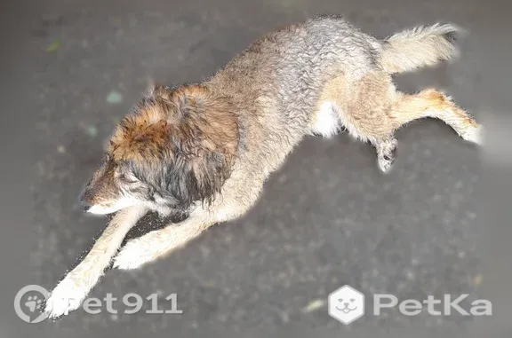 Найдена собака, Нижний Новгород, фото: Найдена собака, Нижний Новгород — с ошейником, без адресника, добрая