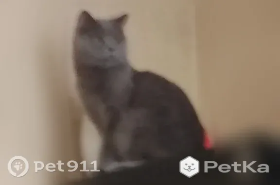 Пропала кошка, Николая Островского, д. 66, Астрахань — короткошерстный британец серого цвета - photo