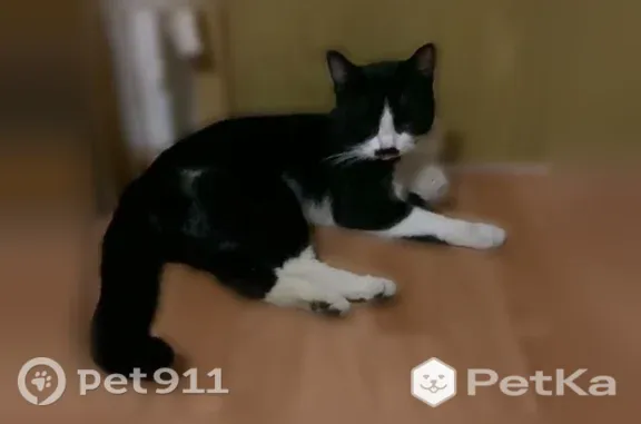 Найдена кошка, Москва, фото: Найдена кошка, Москва, Кухмистерова — молодая, не кастрирована