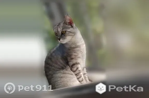Найдена кошка, Томск, фото: Найдена кошка, Говорова, Томск — молодой ласковый котик, серебристый табби
