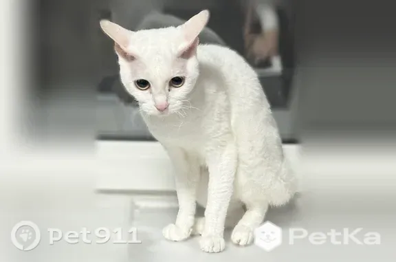 Найдена кошка, Иркутск, фото: Найдена кошка, Иркутск, Канская, д. 22