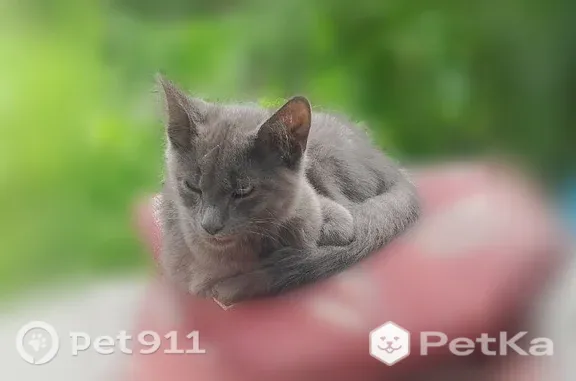 Кошка ищет дом, Ладушкин, Береговая, Ладушкин — ласковая, видно, что жила с людьми - photo