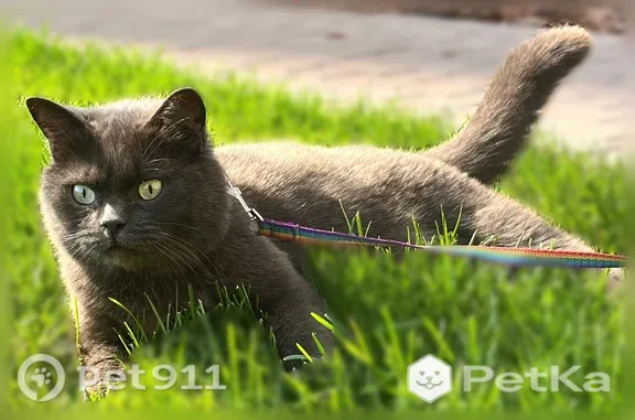 Кошки потеряшки, Ульяновск, фото: Кошка ищет дом, Стартовый, д. 5, Ульяновск