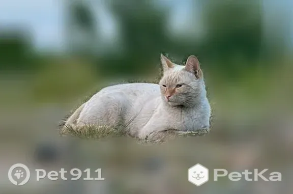 Пропала кошка, Ооржака Лопсанчапа, Кызыл — откликается на Хэппи - photo