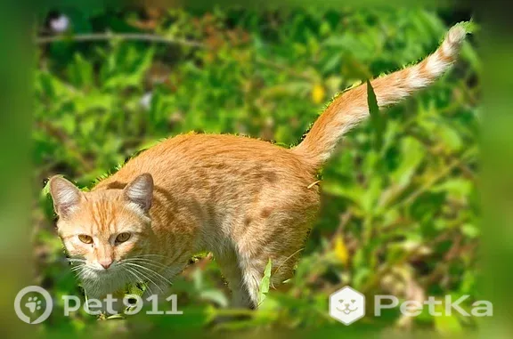 Найденные животные , фото: Найдена кошка, Садовое товарищество СНТ Липка — рыжая, кричала в лесу