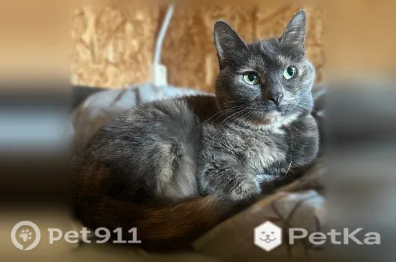 Пропала кошка, Село Толгоболь, Железнодорожная, д. 160а, Толгоболь — черепахового окраса, с оранжевым ошейником - photo