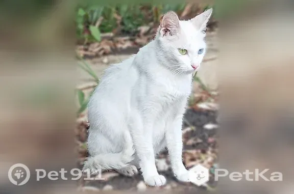 Найдена кошка, Краснодар, фото: Найдена кошка, Краснодар — белая девочка, один глаз зелёный, другой голубой