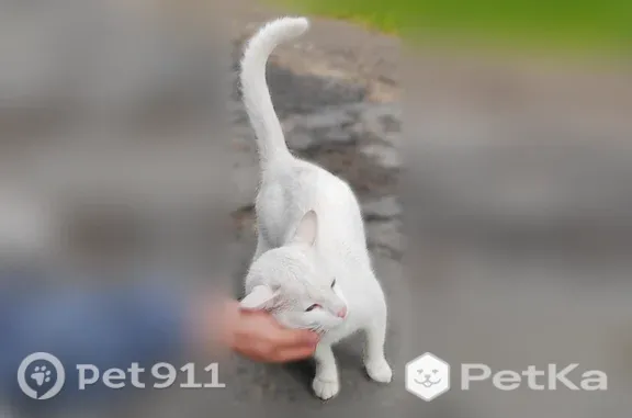 Найдена кошка, Петрозаводск, фото: Найдена кошка, Район Первомайский (г Петрозаводск), Первомайский, д. 7, Петрозаводск — белый окрас, ласковая