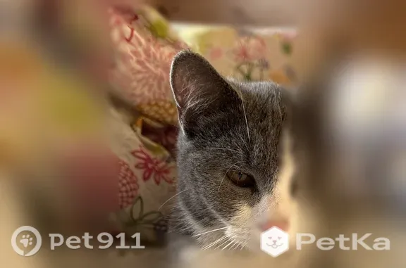 Найдена кошка, Москва, фото: Найдена кошка, Москва, Большая Очаковская, д. 3 — серая, с белой шейкой