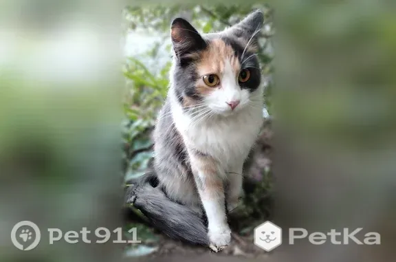 Найдена кошка, Волгоград, фото: Найдена кошка, Район Дзержинский (г Волгоград), Истринская, Волгоград — молоденькая трёхцветная кошечка
