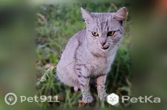 Найдена кошка, Йошкар-Ола, фото: Найдена кошка, Йошкар-Ола, Медицинская — живёт под деревом у детской республиканской больницы
