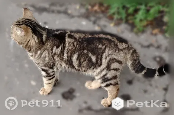 Найдена кошка, Пенза, фото: Найдена кошка, Район Октябрьский (г Пенза), Ульяновская, д. 17А, Пенза — ласковая кошка с больным глазом