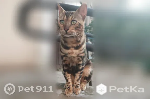 Найденные животные Уфа, фото: Найдена кошка Мальчик, Уфа (rf1224779)
