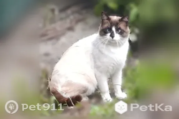 Найдена кошка, Деревня Шуньга — пугливая, с ошейником - photo