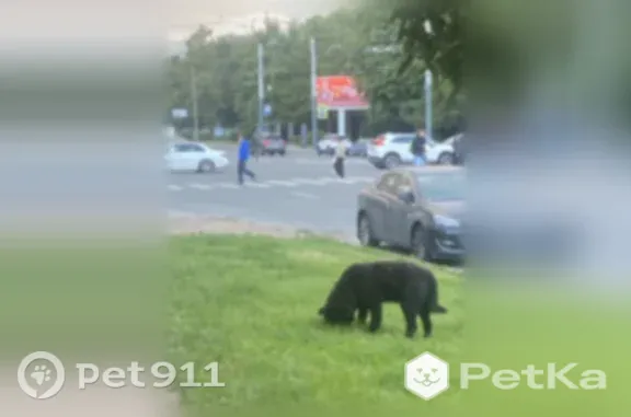 Найдена собака, Санкт-Петербург, фото: Найдена собака, Гренадерская, д. 7, Санкт-Петербург — большая чёрная, хромает на одну лапу