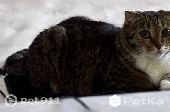 Кошки потеряшки, Тюмень, фото: Потеряшка кошка, Тюмень, Защитников Отечества, д. 44 — дружелюбная и очень тактильная
