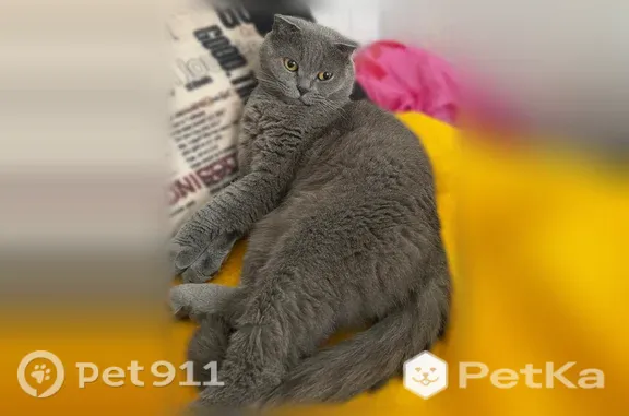 Пропала кошка, Территория снт Юловка-2 (деревня Юловка), д. 436 — дымчатый шотландский вислоухий кот с характером - photo