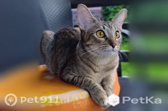 Кошки потеряшки, Домодедово, фото: Потеряшка кошка, Территория СНТ Вельяминово-Юрьевка (г Домодедово), д. 76, Домодедово — ориентальная кошка Мята, 11 месяцев, откликается на имя