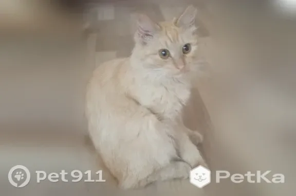 Найдена кошка, Ковров, фото: Найдена кошка, Ковров-8, д. 27, Ковров — молодая кошечка, светло-рыжего, персикового окраса