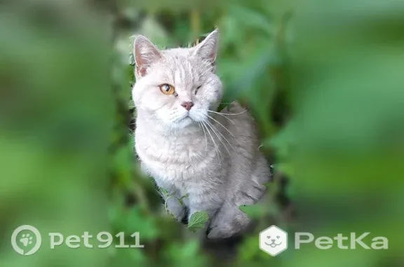Найдена кошка, Ярославль, фото: Найдена кошка, Ярославль, Ленинградский, д. 72 — кремовый окрас, один глазик закрыт