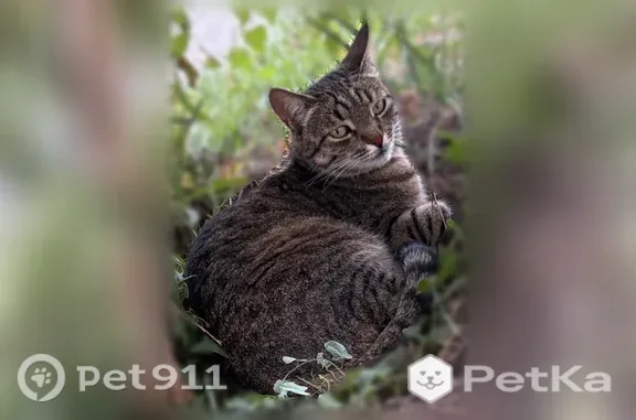 Найдена кошка, Саратов, фото: Найдена кошка, им Блинова Ф.А., д. 52Б, Саратов — людей не боится, как будто домашняя