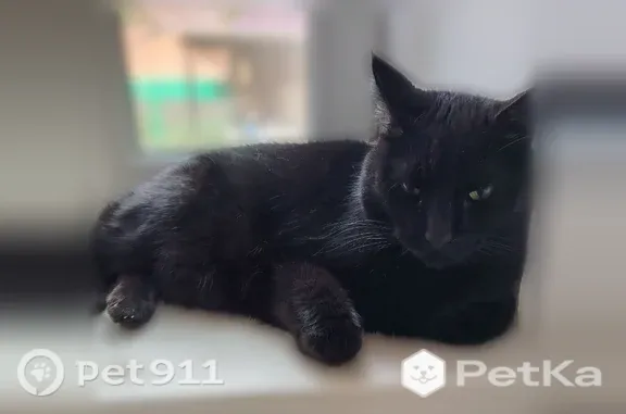 Пропала кошка, Краснодар, им. Олега Кошевого, д. 115 — черный, с ошейником с розовыми сердечками - photo