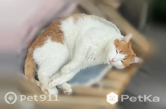 Пропала кошка, Казань, Космонавтов, Казань — рыже-белая, зелёные глаза, очень умная - photo