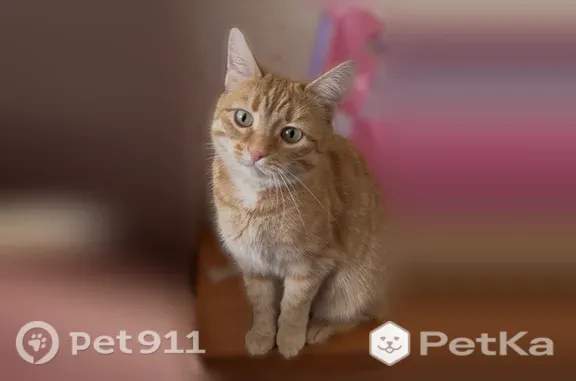 Кошки потеряшки, Коккорево, фото: Потеряшка кошка, Деревня Коккорево, д. 12г, Коккорево — домашняя, возможно закрыта в сарае