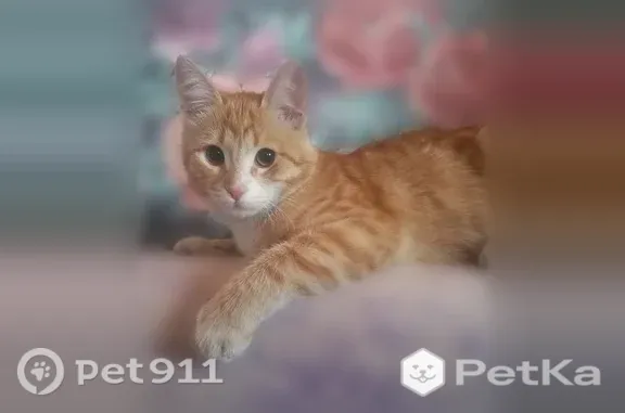 Пропала кошка, Тихвин — большие белые лапки, белый кончик хвоста - photo
