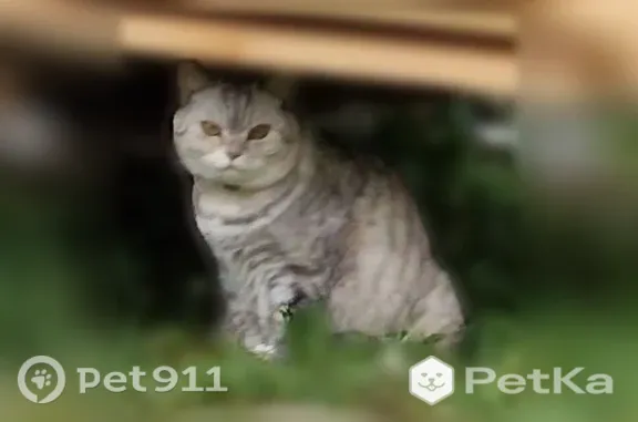 Пропала кошка, Село Ново-Талицы, Школьная, д. 4, Ново-Талицы — шотландская прямоухая, откликается на Плюша - photo