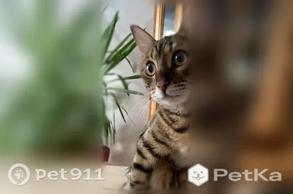 Пропала кошка, Район Свердловский (г Иркутск), Иркутск — бенгальская, 1,5 года, после операции - photo