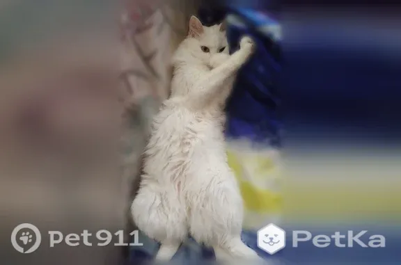 Пропала кошка, Биробиджан, Комсомольская, д. 5 — белый окрас, разноцветные глаза - photo