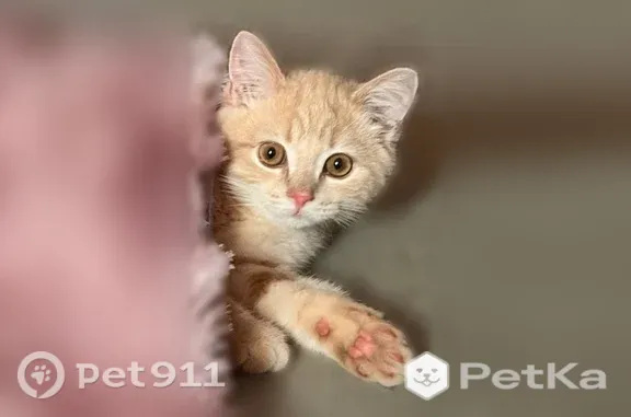 Пропала кошка, Бердск, Комсомольская, д. 32 — выпрыгнул с балкона ночью - photo