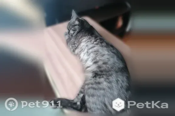 Пропала кошка, Чусовой, Космонавтов, д. 5 — одно ухо ободрано, пятнистый кот - photo