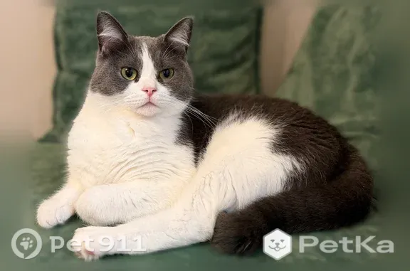 Кошки потеряшки, Ревда, фото: Потеряшка кошка, Ревда, Малахитовая, д. 9 — была в зелёном ошейнике, спрыгнула с балкона