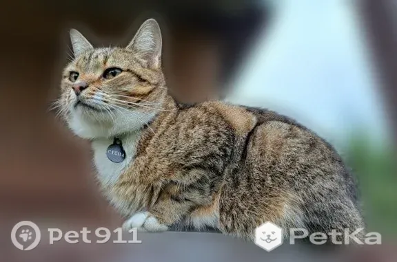 Пропала кошка, Деревня Ореховно — серый в полоску кот Стёпа, 10 лет - photo