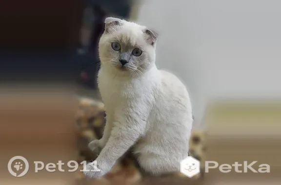 Пропала кошка, Подольск, Суворова, д. 11 — бело-серая, откликается на имя Пушинка - photo
