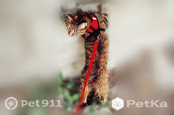Кошки потеряшки, Ликино-Дулёво, фото: Потеряшка кошка, Ликино-Дулёво, 1 Мая, д. 28А — коричневая полосатая, 8–9 лет