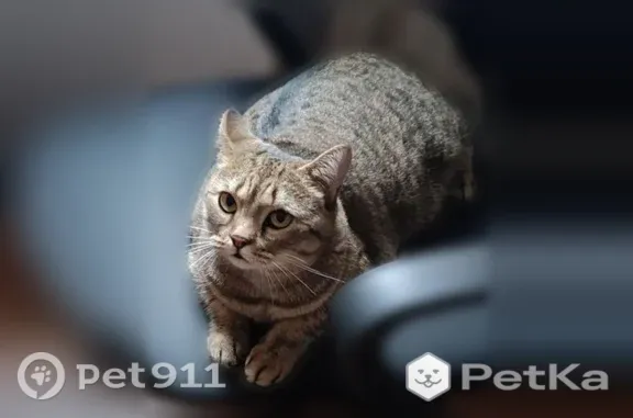 Потерянные животные Кемерово, фото: Пропала кошка, Ленина, д. 51, Кемерово — коричневого окраса с чёрными полосками и пятнами