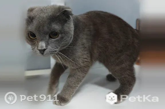Найдена кошка, Белгород, фото: Найдена кошка, Белгород, Студенческая, д. 14 — серый некастрированный котик