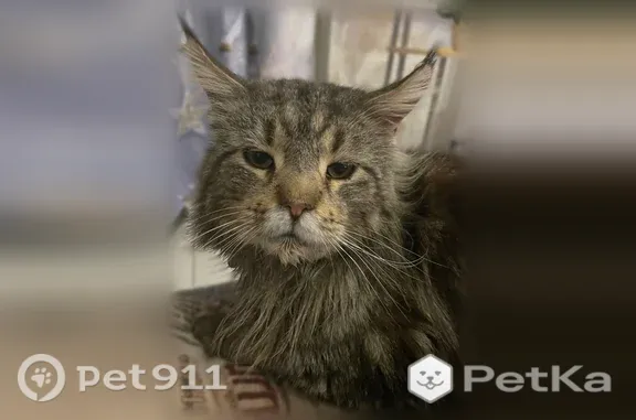 Пропала кошка, 1-й Тепличный, Саратов — большой котик, бритое тело, надорвано левое ушко - photo