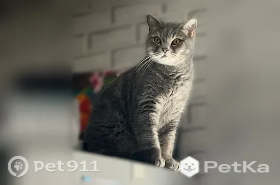 Пропала кошка, Ленинградский, д. 47, Кемерово — серый кот, кличка Сэт - photo