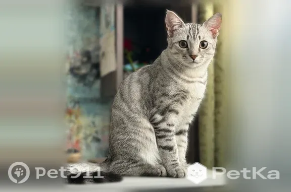 Пропала кошка, Федосеева, Лысьва — британец, серый полосатый - photo