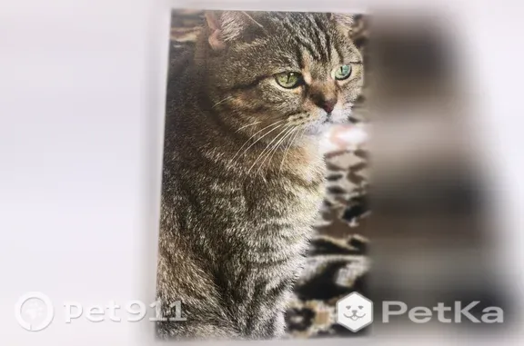 Пропала кошка, Маршала Жукова, д. 86, Иркутск — буковка М на лбу, выпала из окна - photo