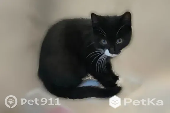 Пропала кошка, 45 Параллель, д. 5/3а, Ставрополь — чёрный котёнок 6 месяцев - photo