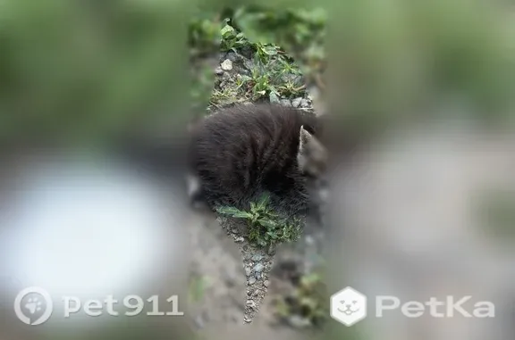 Найдена кошка, Новосибирск, фото: Найдена кошка, Район Кировский (г Новосибирск), Сержанта Коротаева, д. 1, Новосибирск — с котятами, повреждены задние лапы