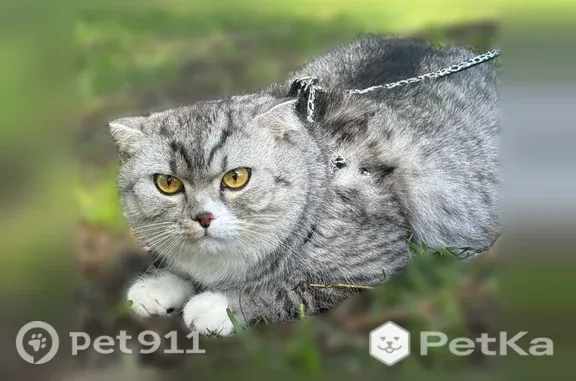 Пропала кошка, Красноармейская, д. 53, Киров — серый вислоухий кот, янтарные глаза - photo