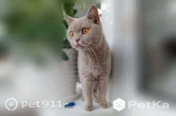 Найдена кошка, Иркутск, фото: Найдена кошка, Звездинская, Иркутск — окрас кофе с молоком, похожа на британскую