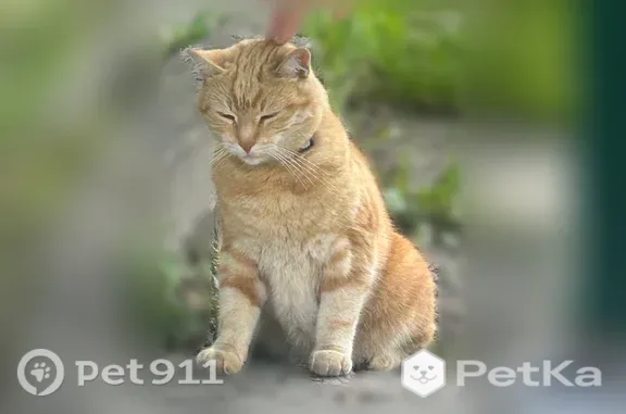 Найдена кошка, Петрозаводск, фото: Найдена кошка, Район Первомайский (г Петрозаводск), Петрозаводск — рыжая, с чёрным ошейником