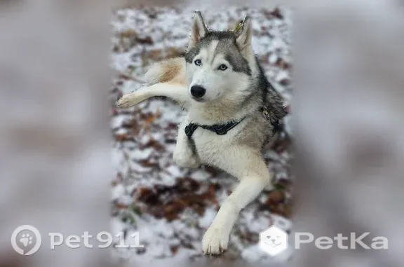 Пропала собака, Сыктывкар, Покровский, д. 8 — добрая, идёт на контакт - photo